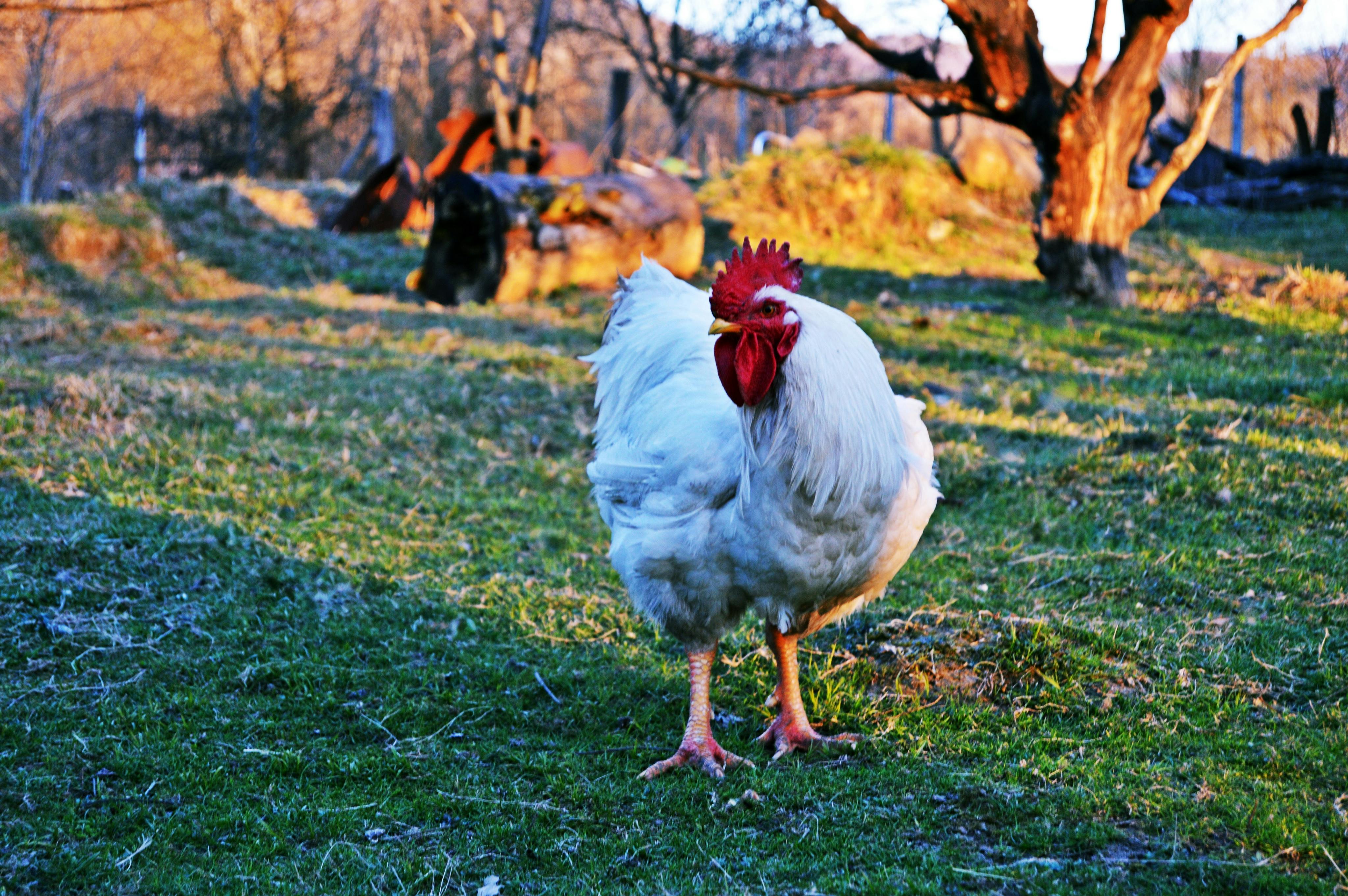 A chicken.