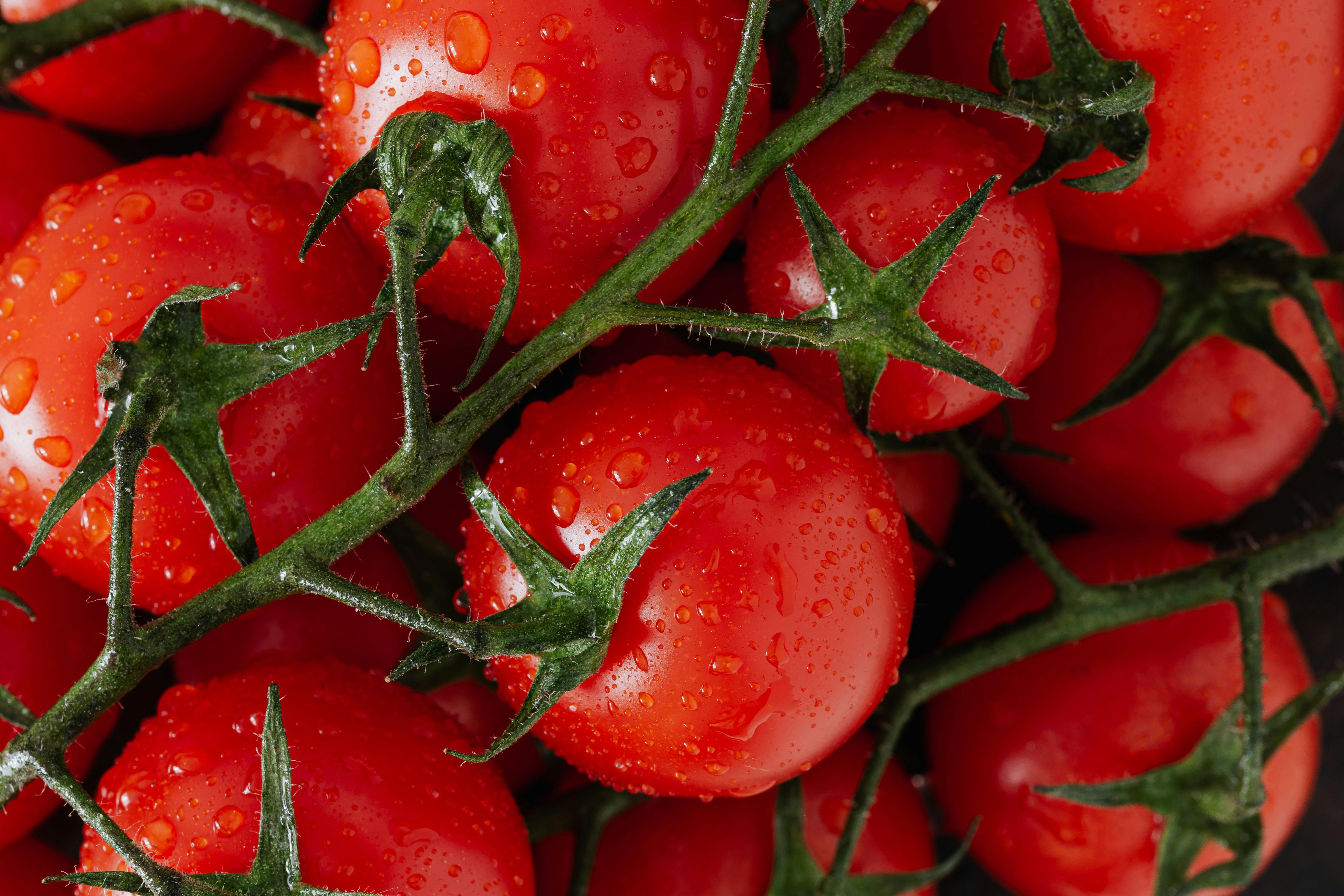 Tomatoes on the vine.
