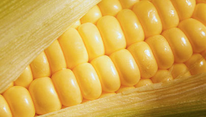 Corn-KNOW.jpg Corn-KNOW.jpg