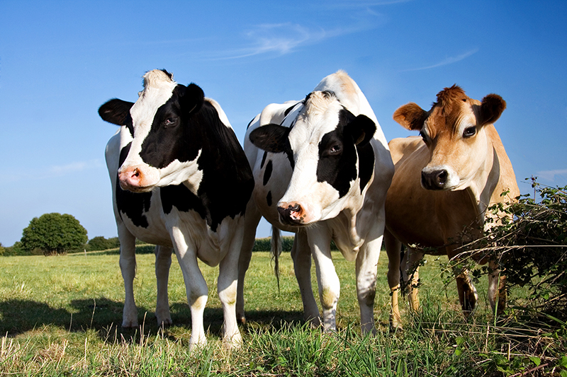 web-what-in-the-sam-hill-are-cows-doing-on-sand-hill-road-.jpg web-what-in-the-sam-hill-are-cows-doing-on-sand-hill-road-.jpg
